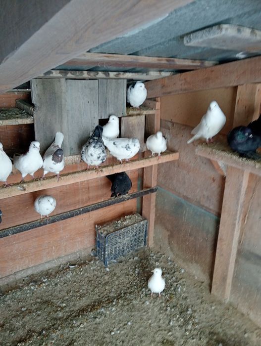 Голуби бакинцы разные цена 3000