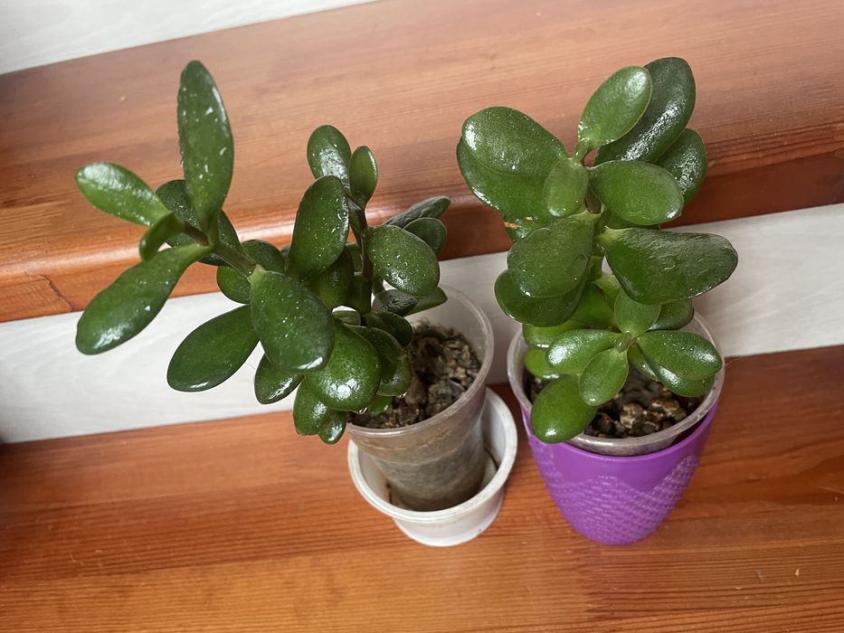 Толстянка денежное дерево!