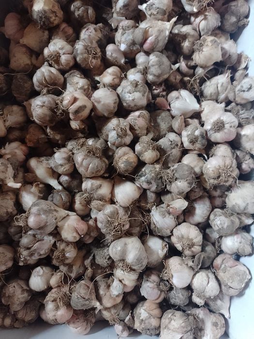 Usturoi de casa Romanesc