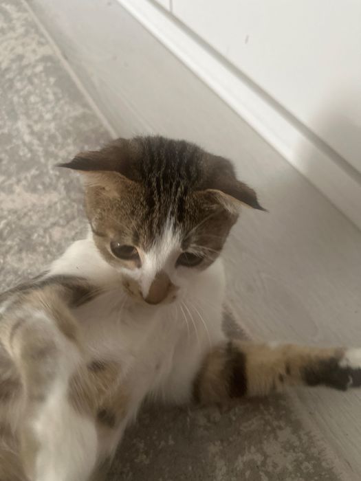 Ищем кота для кошки вязка
