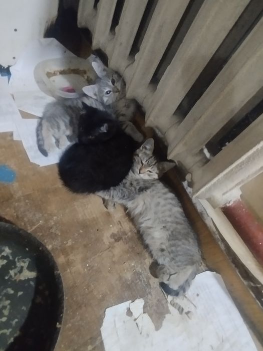 Котята Даром 3 мес