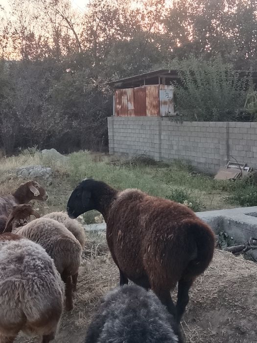 Бараны, Қойлар бар