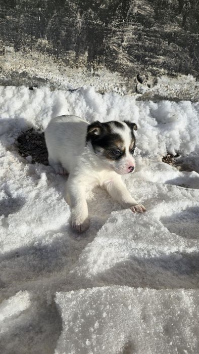 Щенки бесплатно.