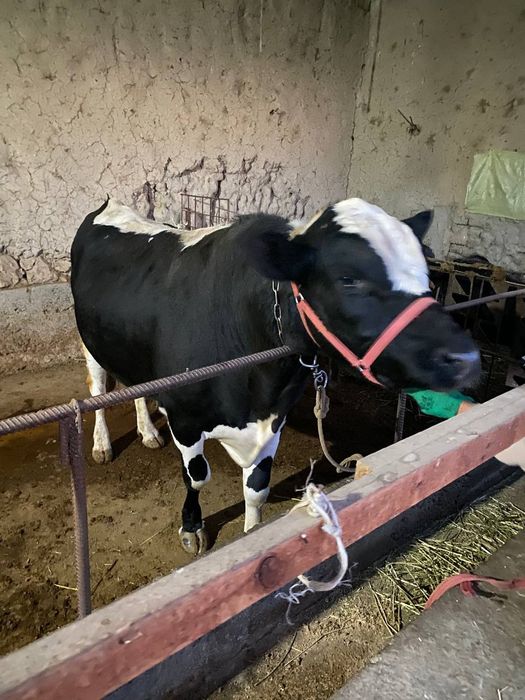 Buqalar sotiladi. Angus va gibirit, narxini kelishamiz