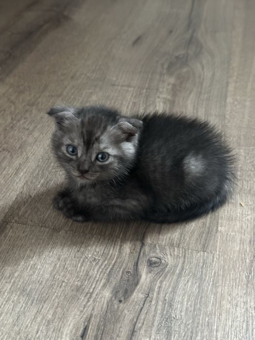 Отдам котенка в добрые руки