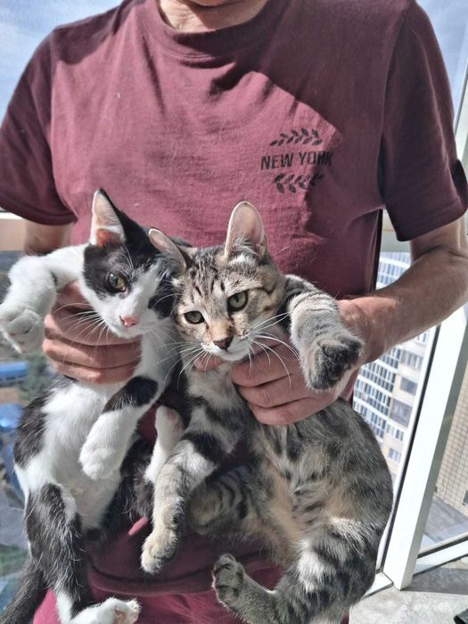 Очаровательные котята в добрые руки