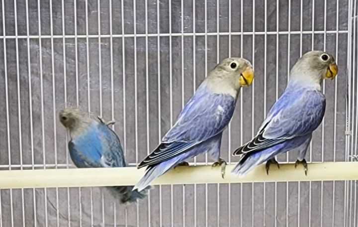 Неразлучка Фишер.  Nerazluchka Fisher