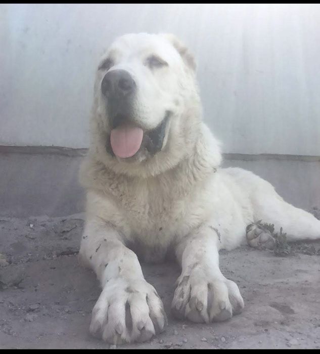 Отдам кабеля Алабай крупного для охраны