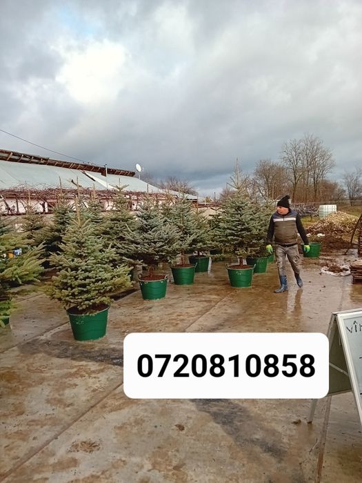 Brazi argintiu la ghiveci