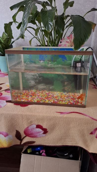 Продам рыбы. 3шт