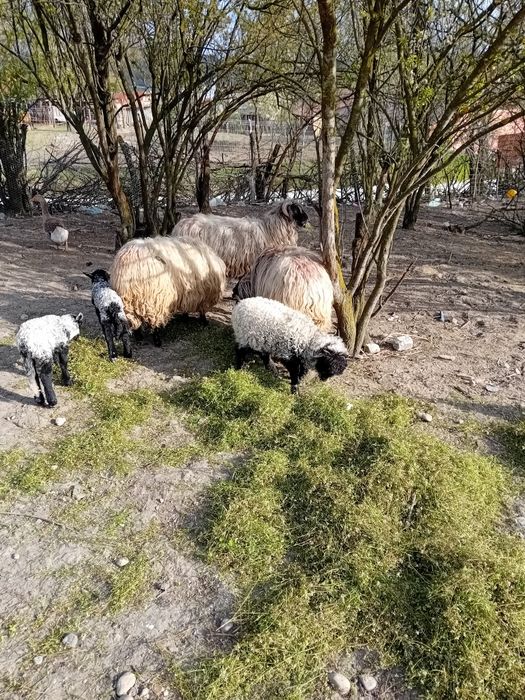 De vânzare oi cu miei