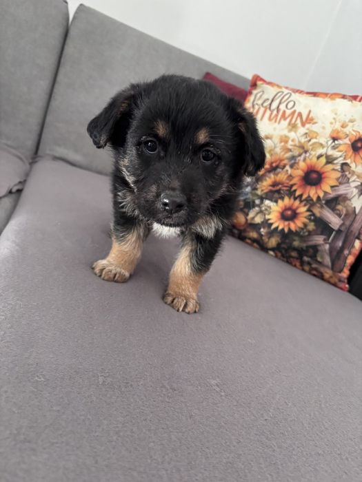 Малки      кучета