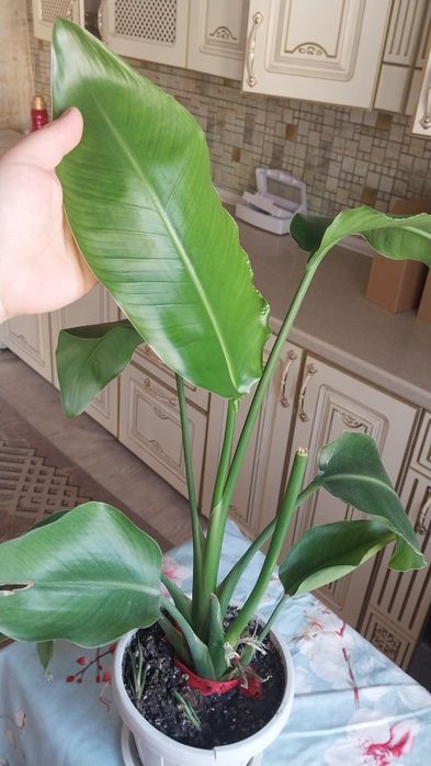 Продам цветы от 3000тг-6000