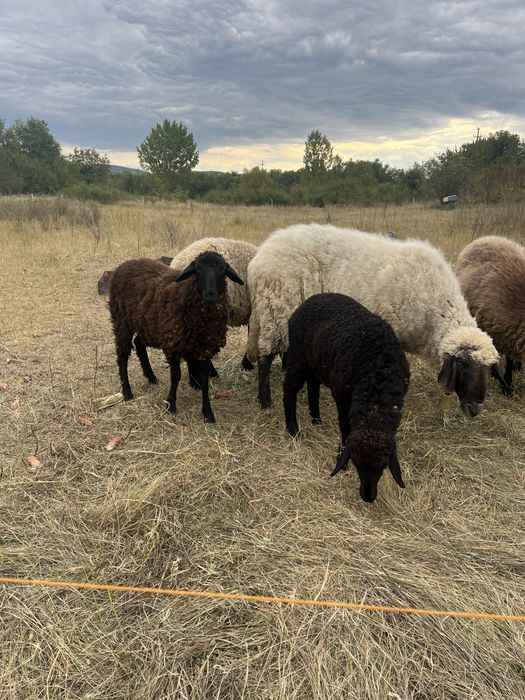 Vand berbc carabas de 4 ani si 2 miele de anul acesta cele negre sau schimb cu oi asau alte animale