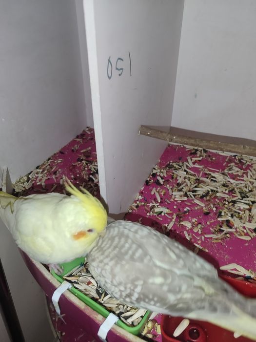 Narxlarini 300mindan hammasi