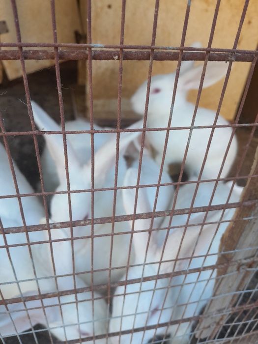 Quyon sotiladi. Продаётся кролик.