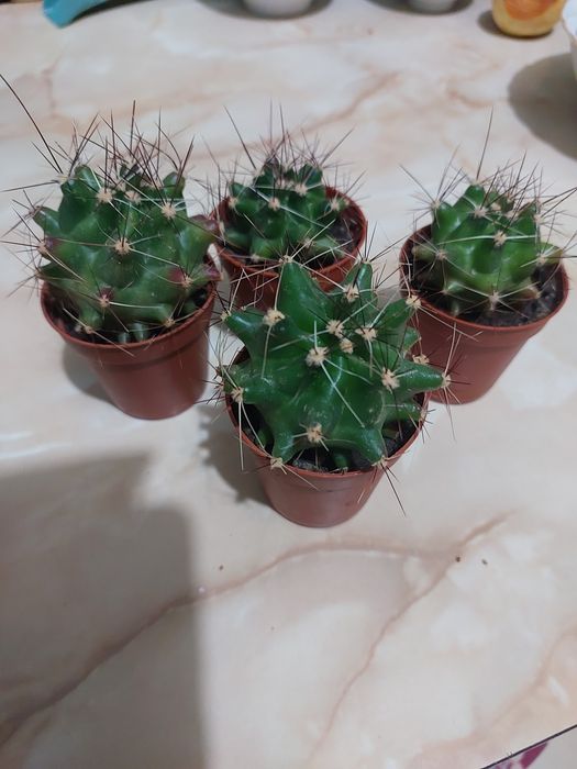 Цветы комнатные растения