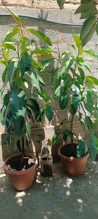 Fikus (Ficus) xona gullari sotiladi
Tavsif: