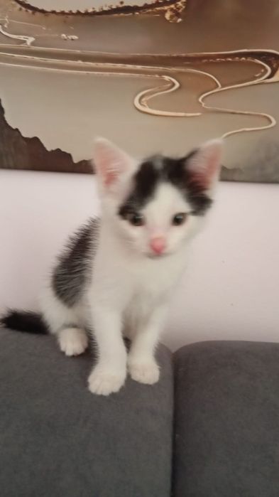 Отдам котят в добрые руки.
