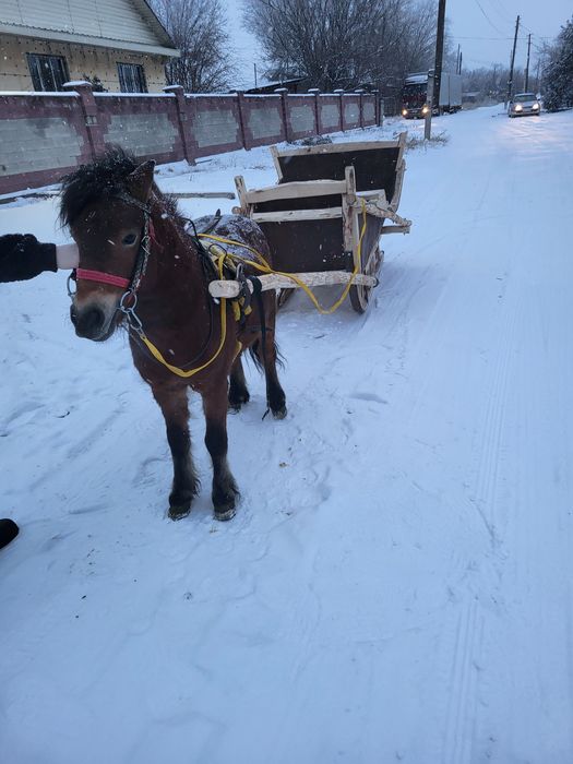 Продам  пони  в месте санями