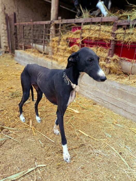 грей.    сатылад