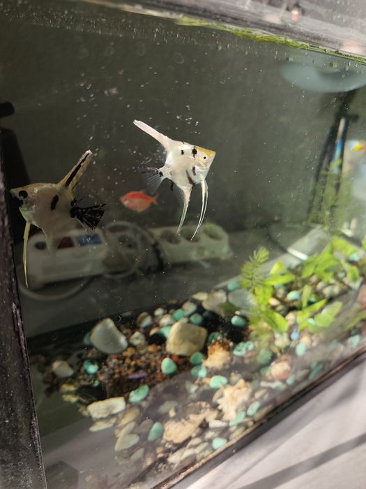 Аквариум, два аквариума