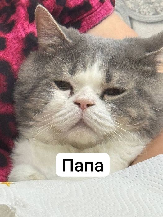 Скотиш страйт котята