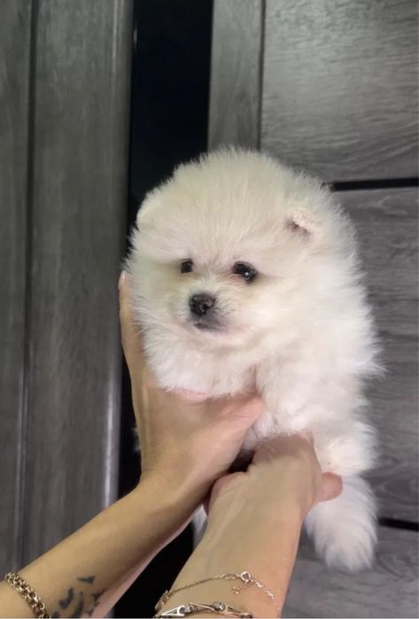 Продавам померан