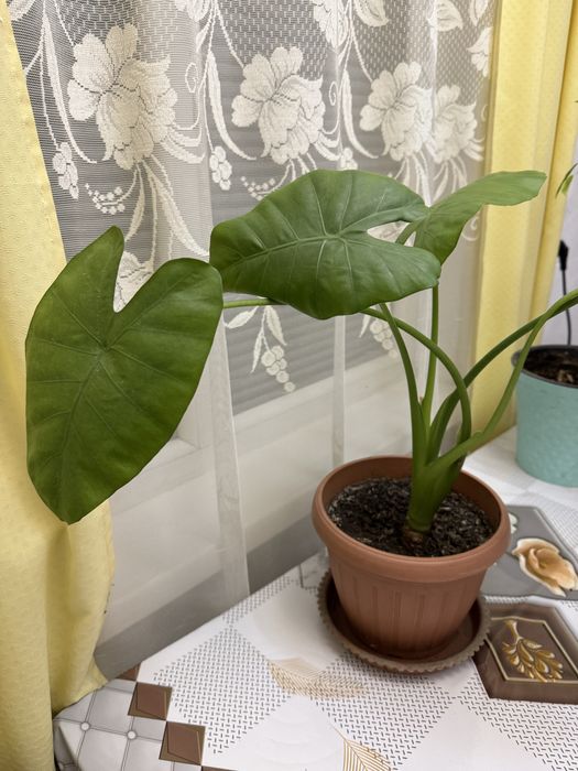 Продам алаказию