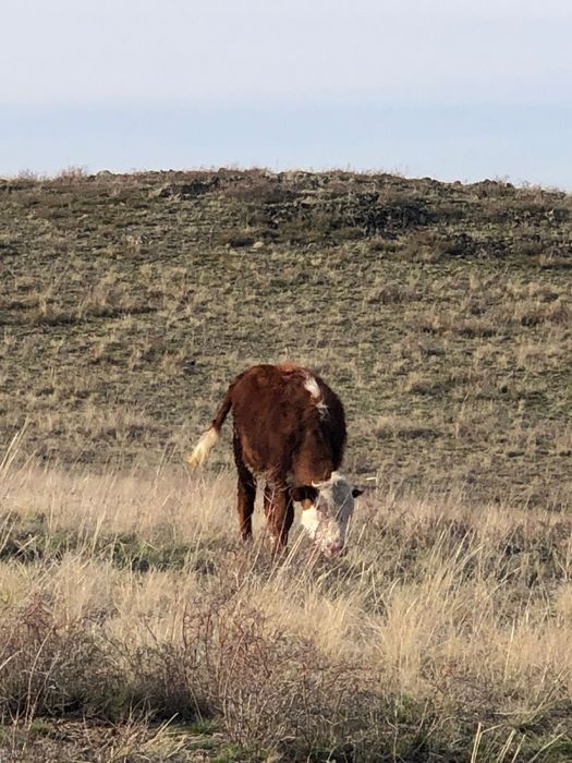 Бука тайынша бык сиыр корова молодняк