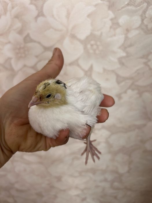 Продам перепелят