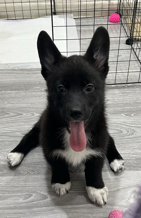 Продается девочка — метис корги × немецкой овчарки