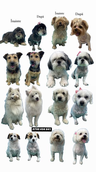 Tund câini și pisici la domiciliu