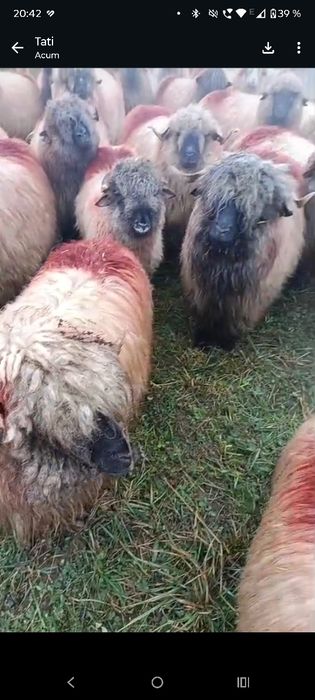 Vând oi bucălai tinere