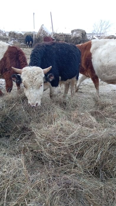 Продам 10 голов Бычков палторашек