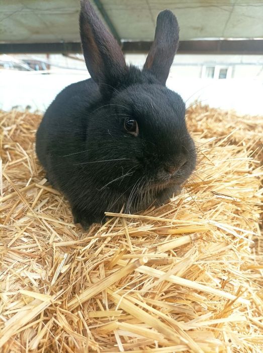 Karlik quyon sotiladii