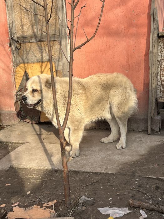 Алабай, 1,5 года, кобель