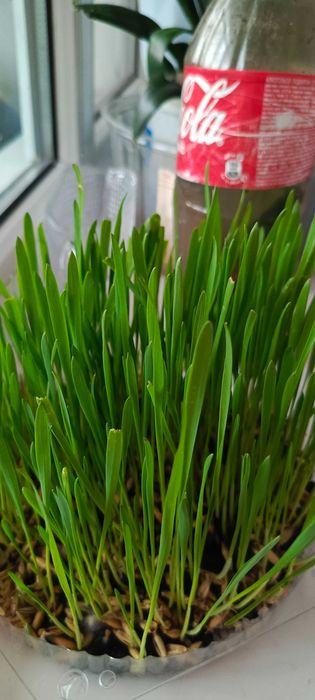 Овёс пророщенный для котиков