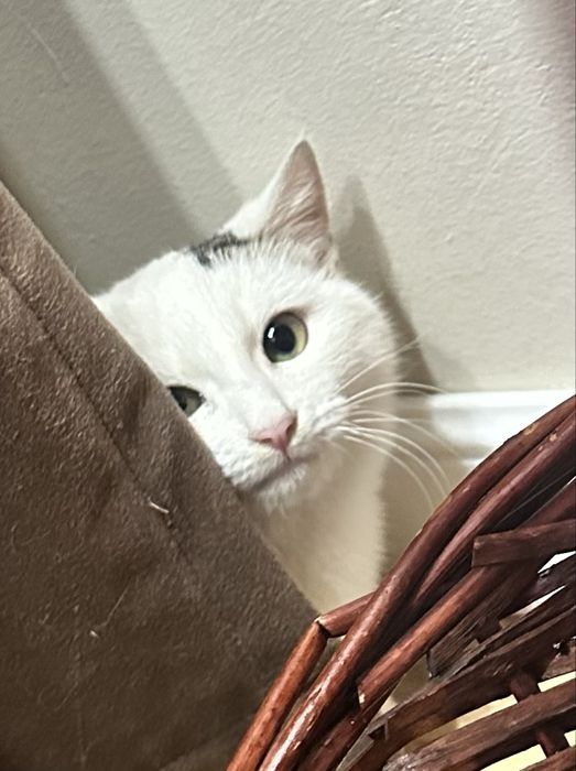 Котенок мальчик 4мес.