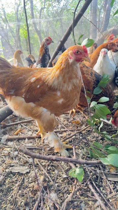 Продам курей Брамы