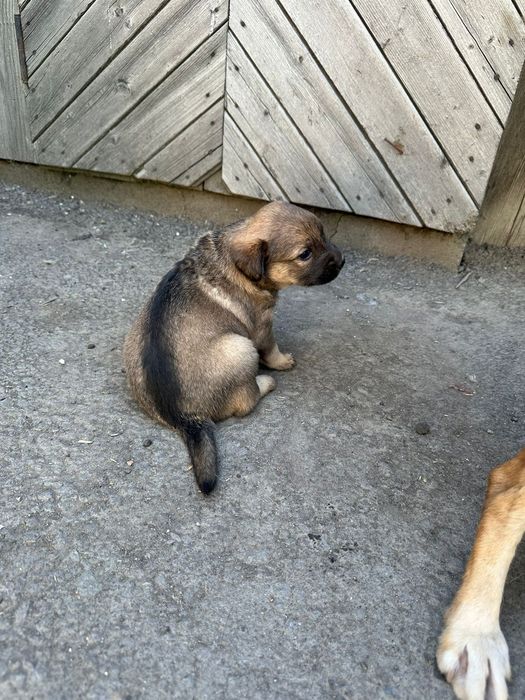 Благородная порода двор терьер