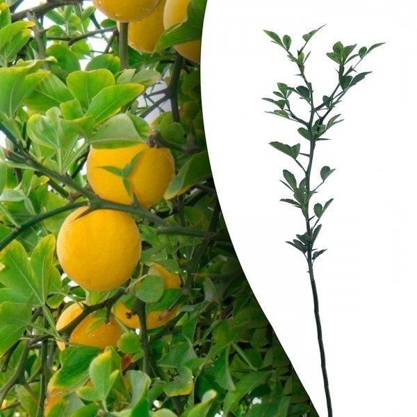 Lamai De Gradina Trifoliat