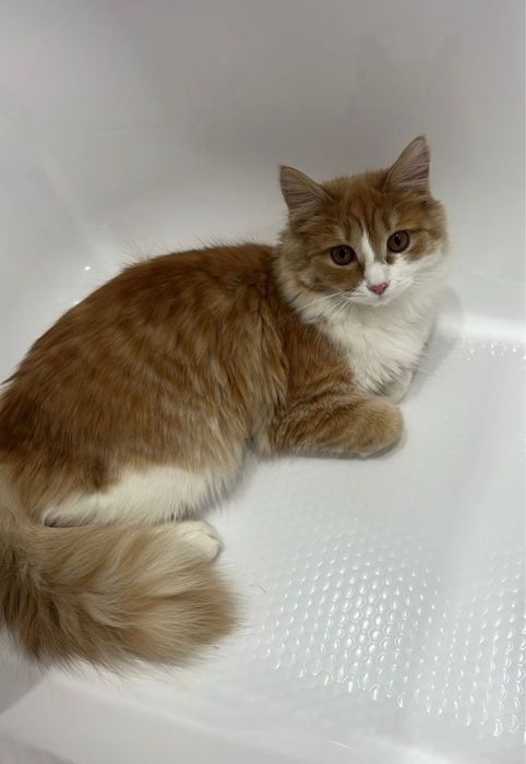 Отдам кошку в добрые руки