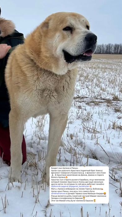 Щенки алабая на продаже