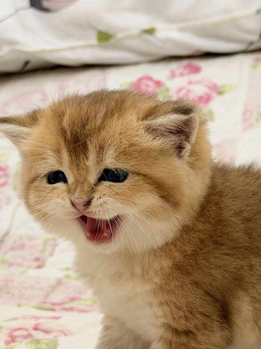 Britanski zolotisti shinshilla sotiladi bolalari