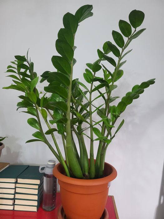 Доллоровое дерево - замиакулькас . ,