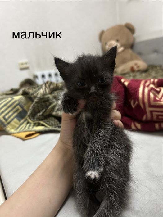 отдам котят в добрые руки
