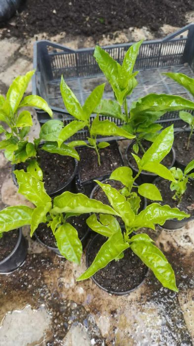 Пасифлора (Маракуя) – Passiflora edulis