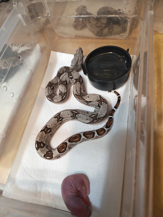 Императорский удав