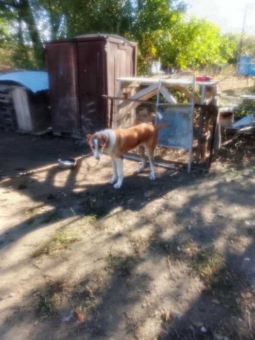 Продам собаку алабай